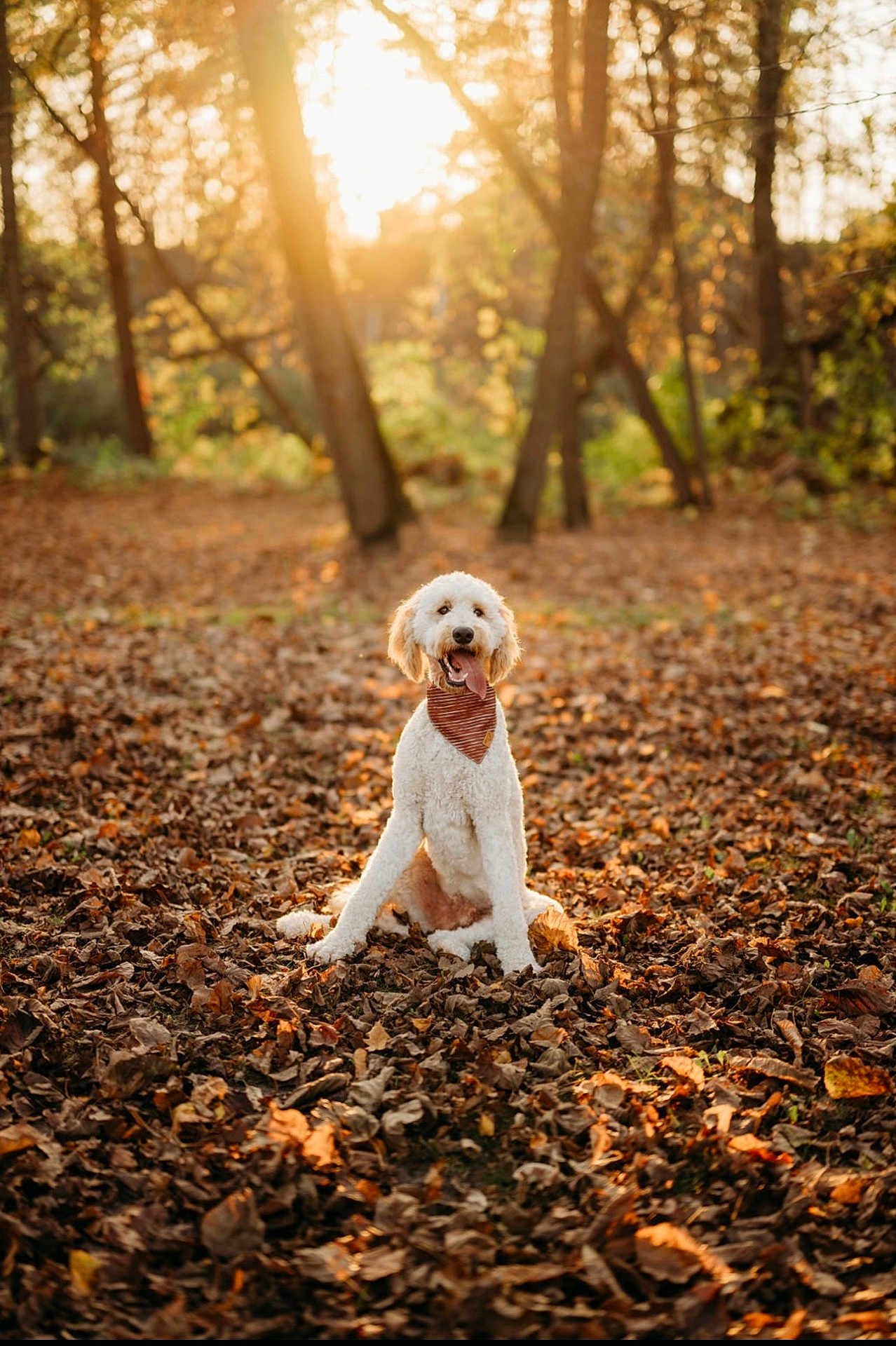Dexter joined the competition — help win amazing prizes! animal, canine, dog, face, grove, head, land, leaf, nature, outdoors, person, pet, photography, plant, portrait, puppy, sunlight, tree, vegetation, woodland