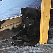 Bear joined the competition — help win amazing prizes! puppy, black_dog, tent, wooden_leg, floor, resting, pet, animal, cute, young_dog, indoor, shy, fur, canine, looking, small, lying_down, black_fur, eyes, table_leg