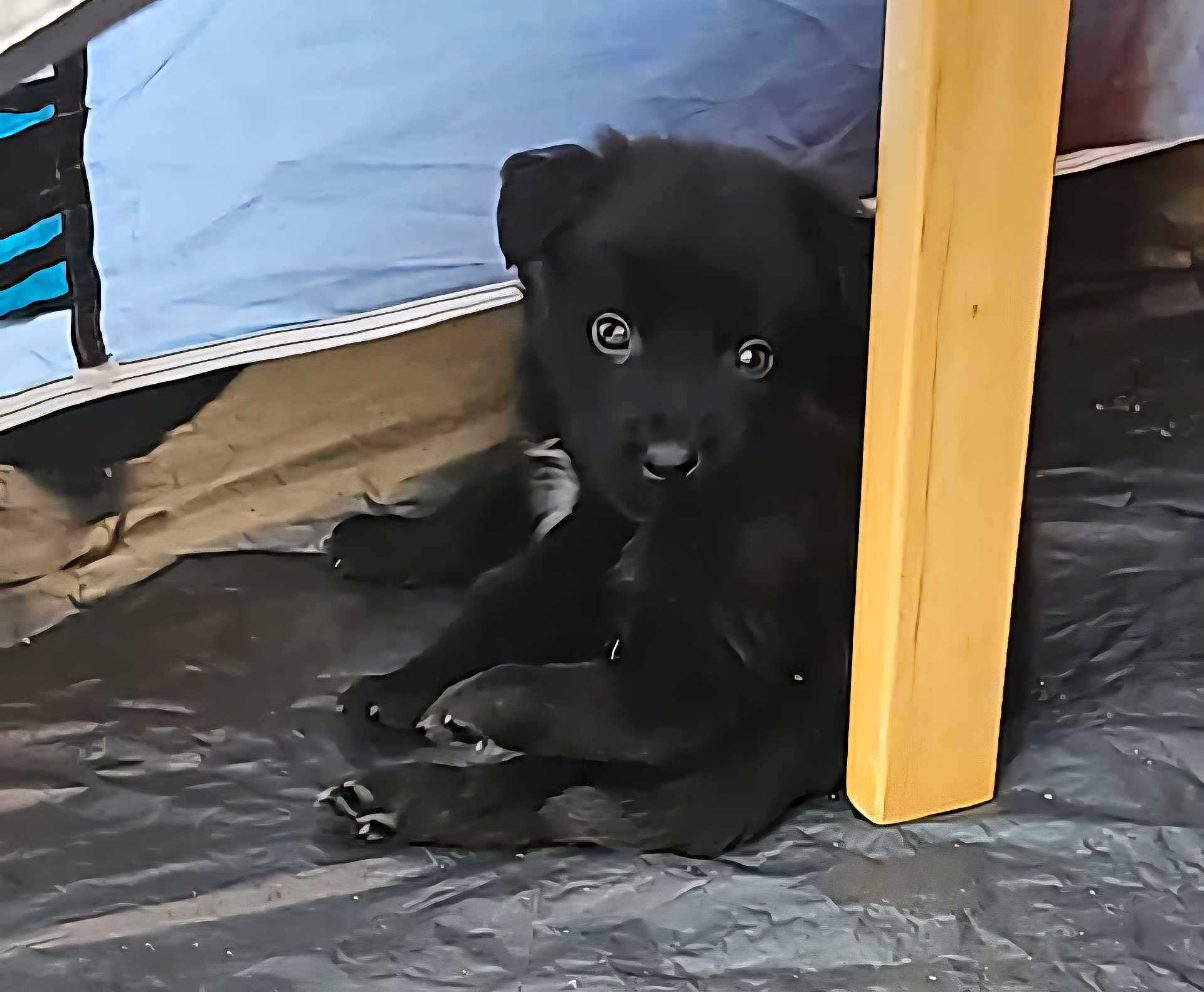 Bear
