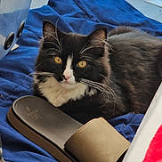 Taz joined the competition — help win amazing prizes! cat, black_and_white, pet, animal, feline, fur, whiskers, eyes, blanket, blue, footwear, slide_sandals, indoor, cozy, relaxed, resting, curious, close_up, soft, comfortable