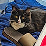 cat, black_and_white, pet, animal, feline, fur, whiskers, eyes, blanket, blue, footwear, slide_sandals, indoor, cozy, relaxed, resting, curious, close_up, soft, comfortable