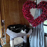 Taz joined the competition — help win amazing prizes! animal, black_and_white_cat, cat, cat_tree, cozy, curtains, feline, heart_decoration, home, indoor, lounging, pet, pink, plush_bed, portrait, resting, scratching_post, valentines_day, window, wood_paneling