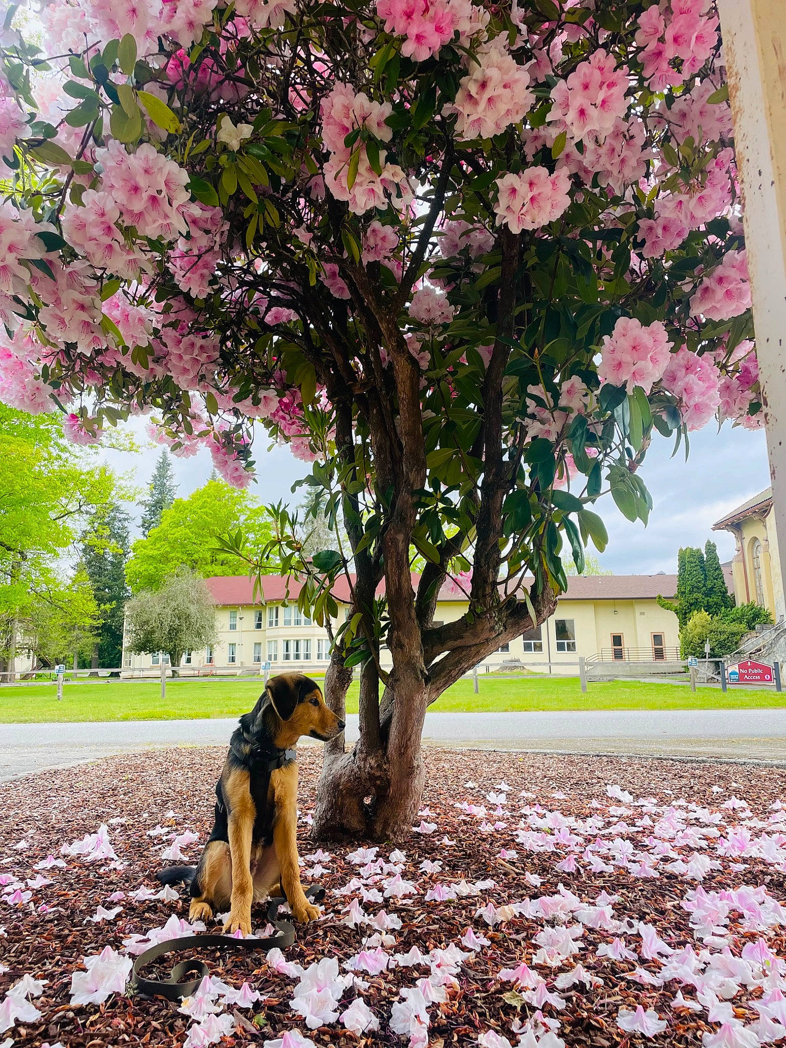 King is registered to the contest to win money with this photo: botany, branch, carnivore, companion_dog, dog, dog_breed, fawn, flower, grass, leaf, leisure, morning, people_in_nature, petal, plant, public_space, shade, tints_and_shades, tree, woody_plant