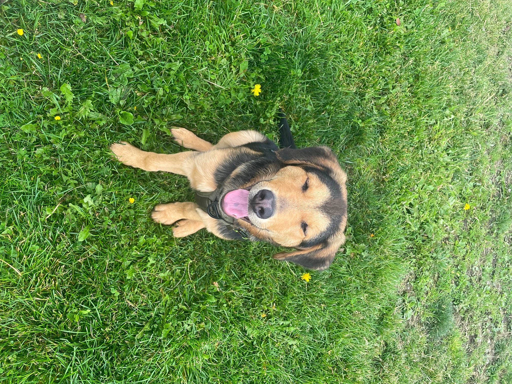 King is registered to the contest to win money with this photo: art, artificial_turf, child_art, fawn, fictional_character, garden, grass, grassland, groundcover, happy, lawn_ornament, people_in_nature, personal_protective_equipment, plant, shrub, snout, stuffed_toy, terrestrial_animal, toy, working_animal