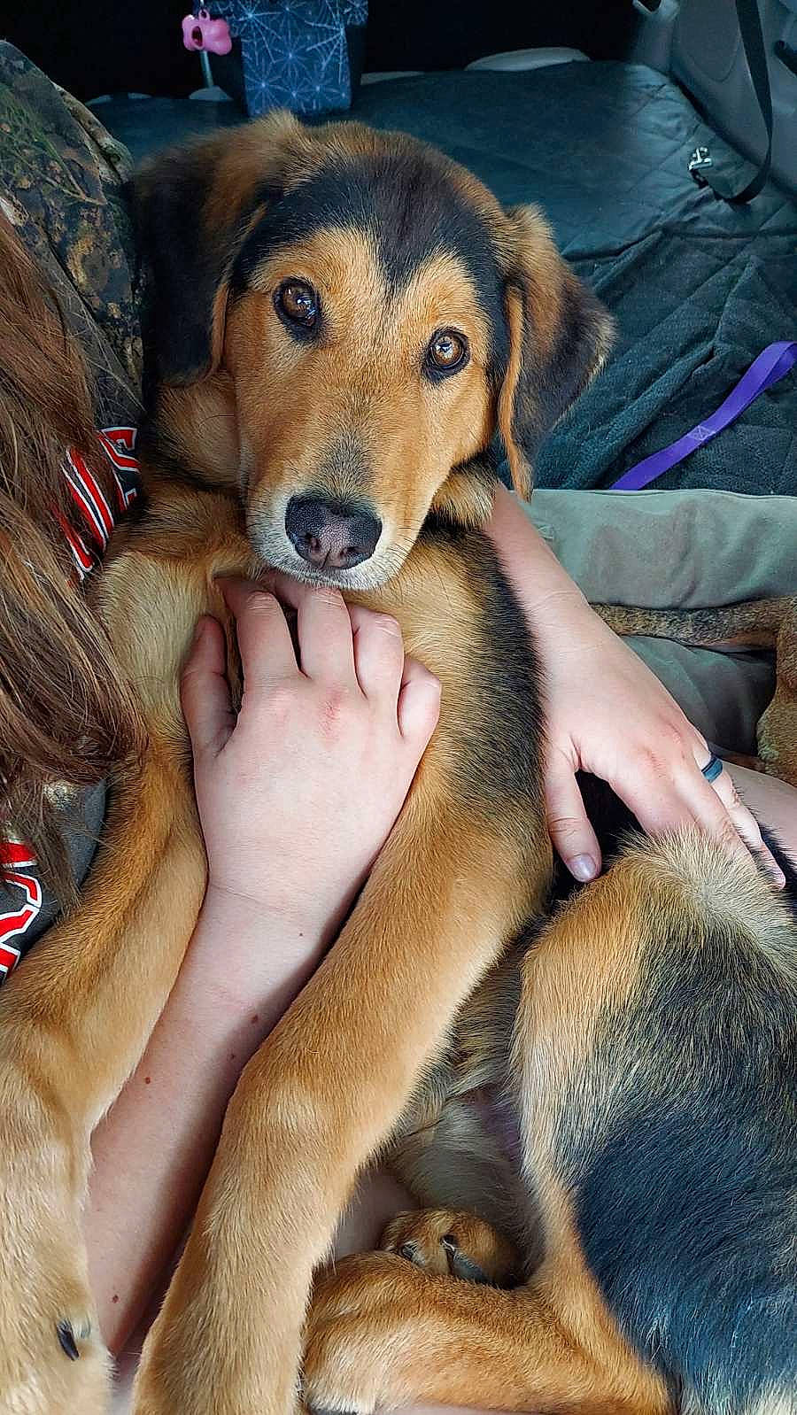 King joined the competition — help win amazing prizes! canidae, carnivore, comfort, companion_dog, dog, dog_breed, fawn, fur, paw, snout, sporting_group, vertebrate, working_animal, working_dog