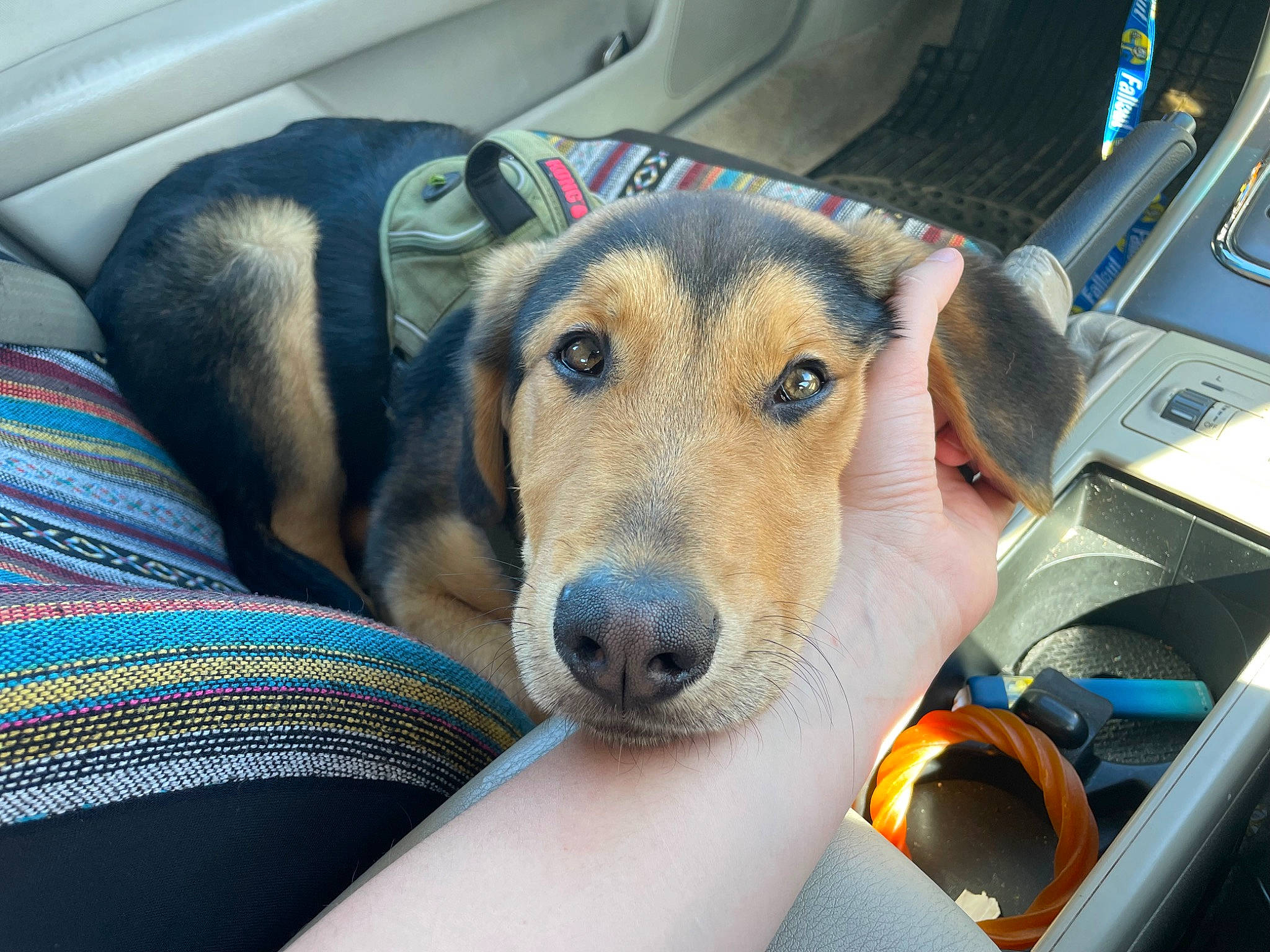 King joined the competition — help win amazing prizes! auto_part, canidae, car_seat, carnivore, comfort, companion_dog, dog, dog_breed, fawn, fur, gadget, head_restraint, motor_vehicle, snout, sporting_group, terrestrial_animal, vehicle, vehicle_door, whiskers, working_animal