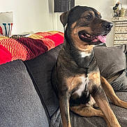 Capo joined the competition — help win amazing prizes! black_and_tan, blanket, collar, couch, dog, funny, happy, home, indoor, lamp, living_room, long_legs, pet, pillows, portrait, relaxed, short_hair, sitting, smiling, tongue_out