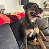 black_and_tan, blanket, collar, couch, dog, funny, happy, home, indoor, lamp, living_room, long_legs, pet, pillows, portrait, relaxed, short_hair, sitting, smiling, tongue_out