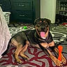 Capo is registered to the contest to win money with this photo: animal, carpet, chew_toy, dog, dogs, dresser, happy, home, indoor, laundry_basket, living_room, lying_down, orange_toy, pet, rottweiler, rug, shoe_rack, sitting, smiling, tongue