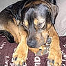 Capo joined the competition — help win amazing prizes! animal, black_fur, blanket, brown_fur, chew_toy, claws, close_up, cozy, dog, floppy_ears, home, indoor, nap, patterned_blanket, paws, pet, portrait, puppy, resting, sleeping