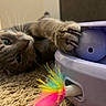 animal, ball, carpet, cat, clawing, claws, closeup, colorful, curious, feather, feline, gray_cat, indoor, kitten, paw, pet, playful, soft_focus, stretching, toy