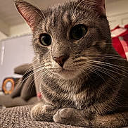 Nala is registered to the contest to win money with this photo: animal, blurred_background, cat, close_up, cozy, curious, domestic, eyes, feline, fur, household, indoor, mammal, pet, portrait, relaxed, resting, tabby, texture, whiskers