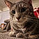 Nala
