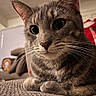 cat, tabby, close_up, indoor, pet, feline, whiskers, curious, relaxed, cozy, texture, eyes, fur, animal, mammal, domestic, portrait, blurred_background, household, resting