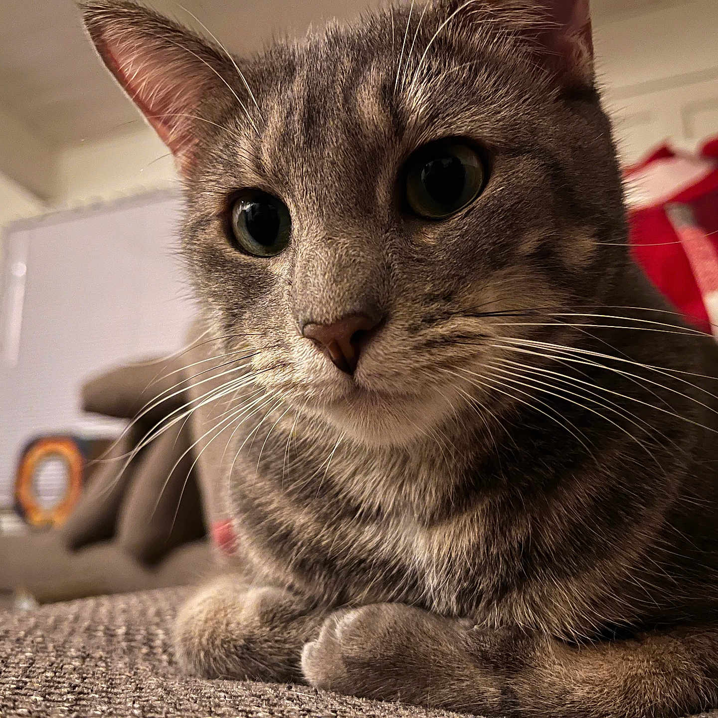 Nala
