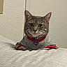 animal, bed, blanket, cat, clothing, collar, cozy, cute, domestic, ears_up, feline, gray_cat, indoor, looking_at_camera, name_tag, pet, resting, striped, sweater, tabby