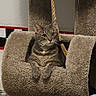 animal, carpeted, cat, cat_tree, cozy, curious, cute, ears, eyes, feline, furniture, gray_tabby, home, indoor, lounge, paws, pet, relaxed, resting, whiskers
