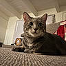 animal, blanket, cat, couch, cozy, curious, ears, furniture, green_eyes, home, indoor, living_room, pet, relaxed, resting, tabby, television, textured_surface, whiskers, window_blinds