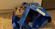 Nala is registered to the contest to win money with this photo: animal, blue_bag, carpet, cat, curious, cute, domestic_cat, feline, floor, household, indoor, kitten, looking_up, pet, playful, reusable_bag, surprised, walmart, whiskers, wide_eyes