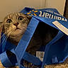 Nala is registered to the contest to win money with this photo: cat, animal, pet, blue_bag, walmart, carpet, indoor, curious, wide_eyes, whiskers, feline, playful, domestic_cat, cute, looking_up, reusable_bag, floor, household, surprised, kitten