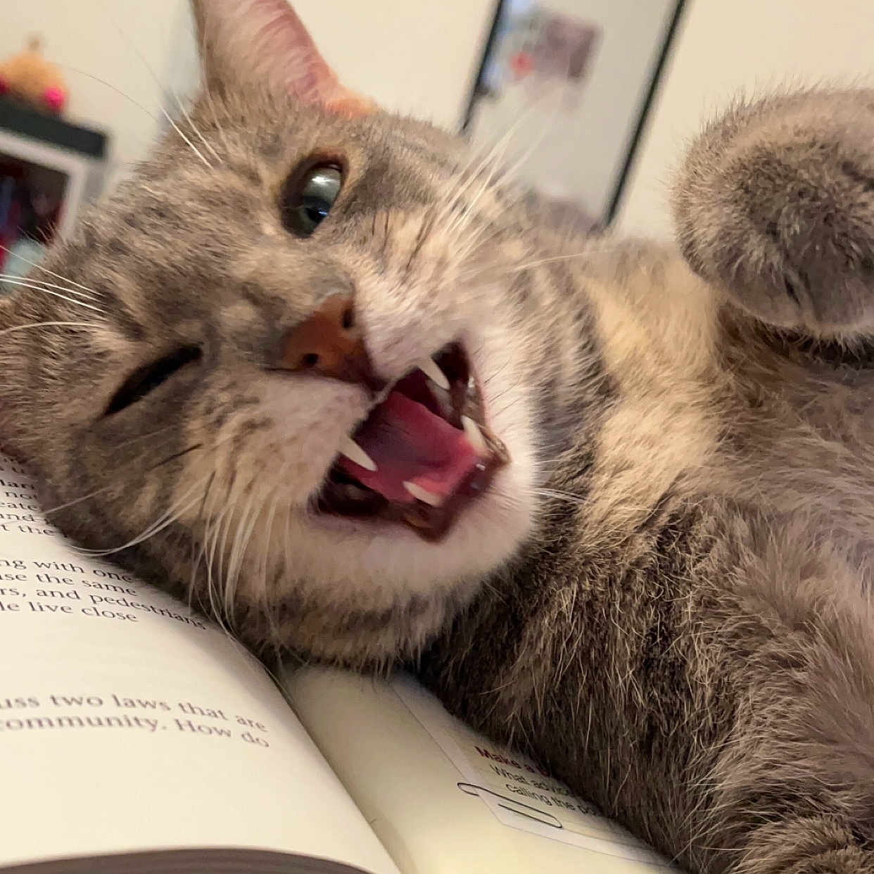 Nala is registered to the contest to win money with this photo: cat, gray_tabby, open_mouth, teeth, book, reading, indoor, cozy, feline, whiskers, paw, blurred_background, picture_frame, lying_down, close_up, playful, cute, pet, fur, animal