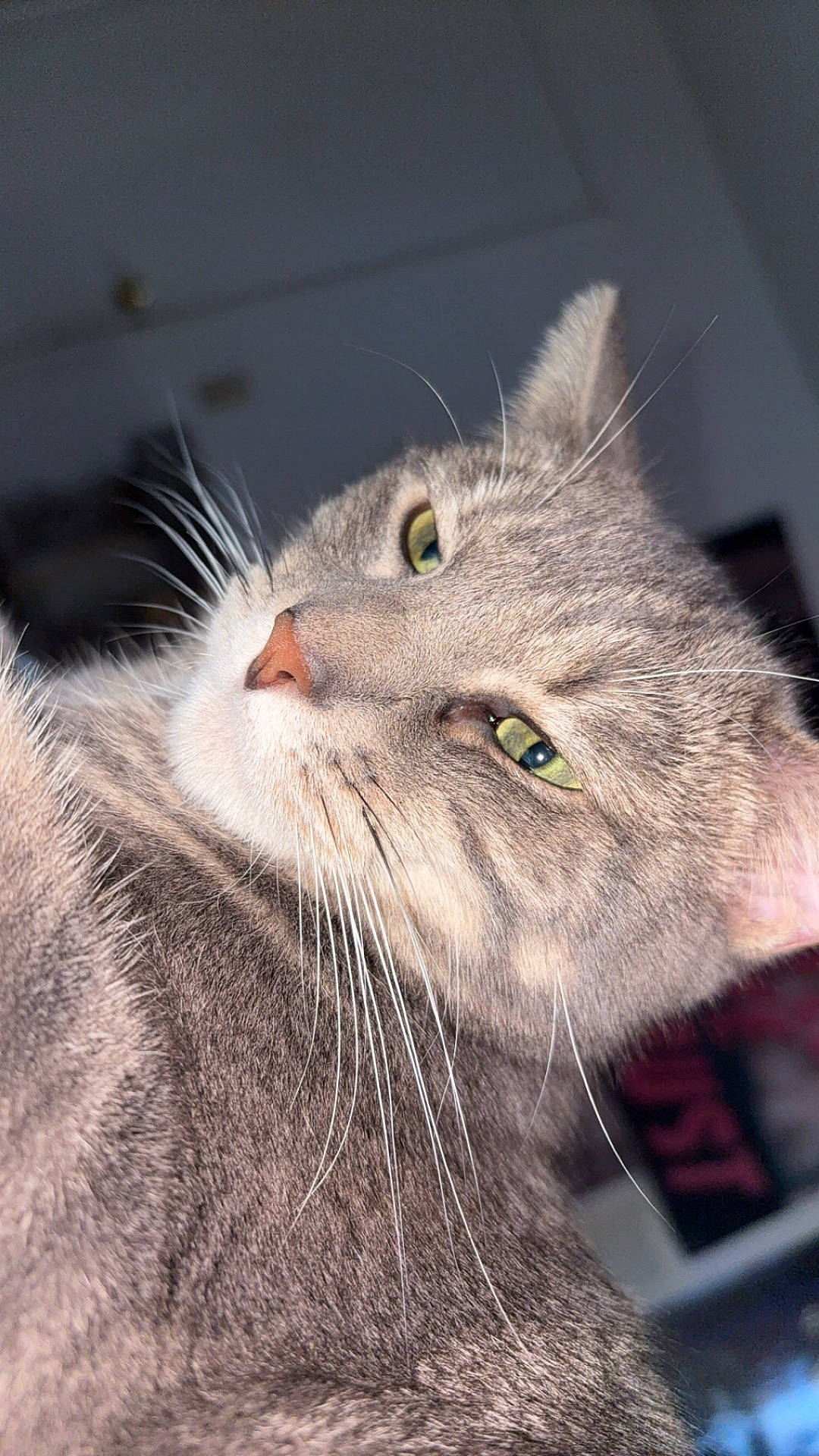 Nala joined the competition — help win amazing prizes! alert, animal, calm, cat, close_up, cute, domestic_cat, feline, fur, gray_tabby, green_eyes, house_pet, indoor, looking_away, mammal, pet, portrait, short_fur, soft_light, whiskers
