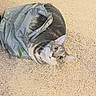 animal, carpet, cat, closeup, curious, cute, domestic, ears, face, fur, gray_tabby, household, indoor, light, pet, plastic_bag, playful, texture, whiskers, wide_eyes