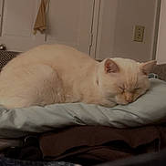 Jack joined the competition — help win amazing prizes! animal, blanket, cat, couch, cozy, cream_color, curtain, domestic, door, furniture, home, indoor, light_switch, pet, pillow, quiet, relaxation, resting, sleeping, soft