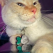 Jack is registered to the contest to win money with this photo: cat, close_up, pet, collar, tags, reflection, whiskers, pink_nose, fur, indoor, purple_background, gaming_controller, teal, animal, cute, domestic_cat, face, paw, relaxing, portrait