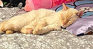 Jack joined the competition — help win amazing prizes! animal, bed, cat, cozy, cream_color, cute, domestic_cat, ears, feline, fur, indoor, patterned_bedspread, pet, pillow, plush_toy, relaxed, resting, sleeping, soft_texture, whiskers