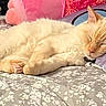 animal, bed, cat, cozy, cream_color, cute, domestic_cat, ears, feline, fur, indoor, patterned_bedspread, pet, pillow, plush_toy, relaxed, resting, sleeping, soft_texture, whiskers