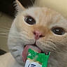 Jack joined the competition — help win amazing prizes! animal, cat, close_up, closeup, cream_colored, curious, cute, expression, face, feline, fur, green_wrapper, indoor, licking, mouth, pet, pink_nose, playful, tongue, whiskers