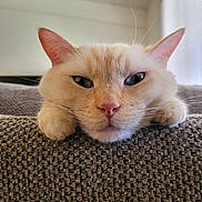 Jack joined the competition — help win amazing prizes! cat, cream_color, resting, couch, indoor, pet, feline, close_up, relaxed, paws, texture, fur, whiskers, sleepy, head, animal, cute, domestic, soft_light, home