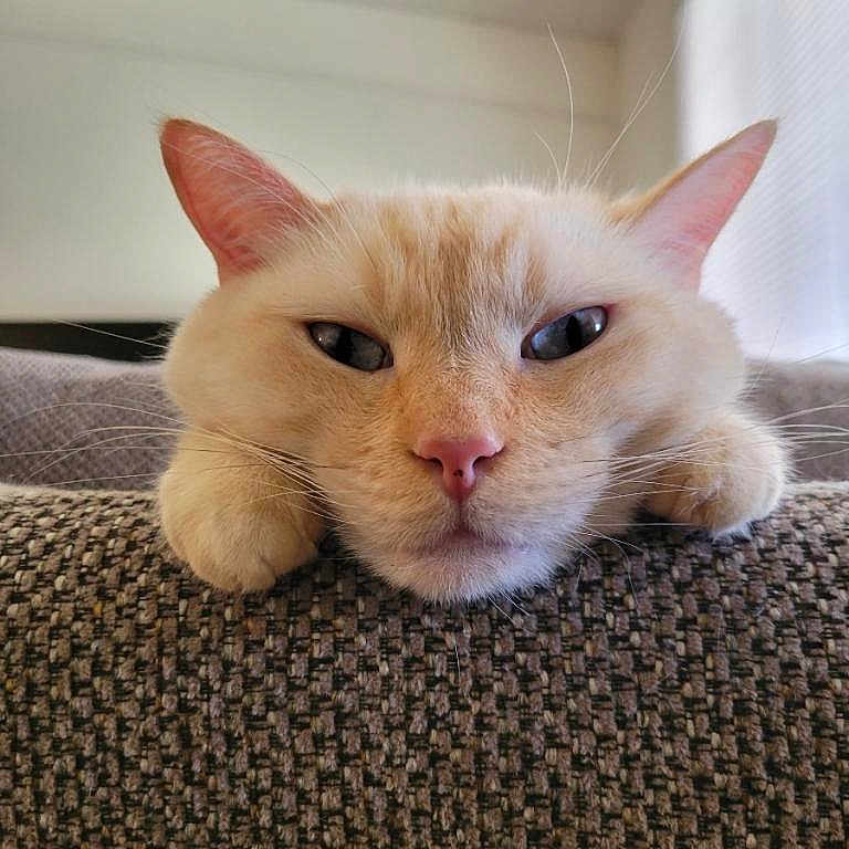 Jack joined the competition — help win amazing prizes! cat, cream_color, resting, couch, indoor, pet, feline, close_up, relaxed, paws, texture, fur, whiskers, sleepy, head, animal, cute, domestic, soft_light, home