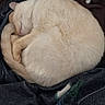Jack is registered to the contest to win money with this photo: animal, blanket, cat, comfort, cozy, cream_colored, curled_up, cute, domestic_cat, fluffy, fur, hand, indoor, nap, pet, relaxation, resting, sleeping, soft, warm