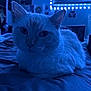 Jack is registered to the contest to win money with this photo: cat, pet, indoor, bed, blue_light, feline, whiskers, ears, fur, relaxed, cozy, room, decor, fairy_lights, poster, window, blanket, animal, sleepy, closeup