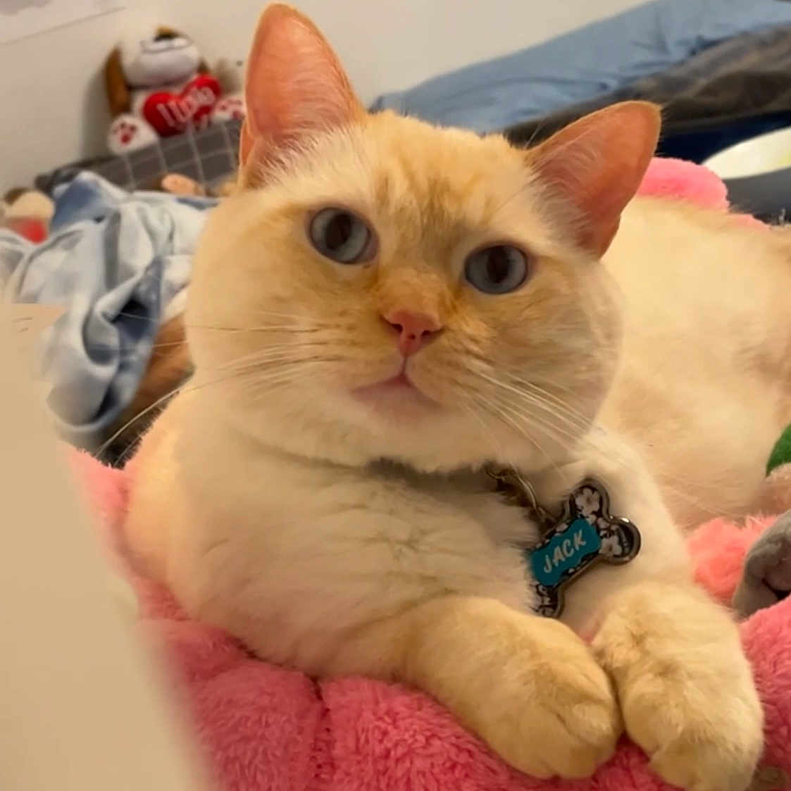 Jack joined the competition — help win amazing prizes! cat, cream_color, blue_eyes, fluffy, pet, indoor, bedroom, blanket, collar, tag, stuffed_animal, pink, soft, relaxed, cute, animal, feline, domestic, cozy, resting