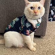 Jack joined the competition — help win amazing prizes! animal, beige_carpet, blue_eyes, cat, close_up, clothing, couch, cream_fur, cute, domestic_cat, feline, floral_shirt, furniture, household, indoor, looking, pet, portrait, serious_expression, sitting