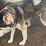 Ray You is registered to the contest to win money with this photo: dog, husky, animal, fur, tail, outdoor, sunlight, canine, pet, sniffing, curious, mammal, walking, nature, ground, dirt, daylight, ears, legs, paw