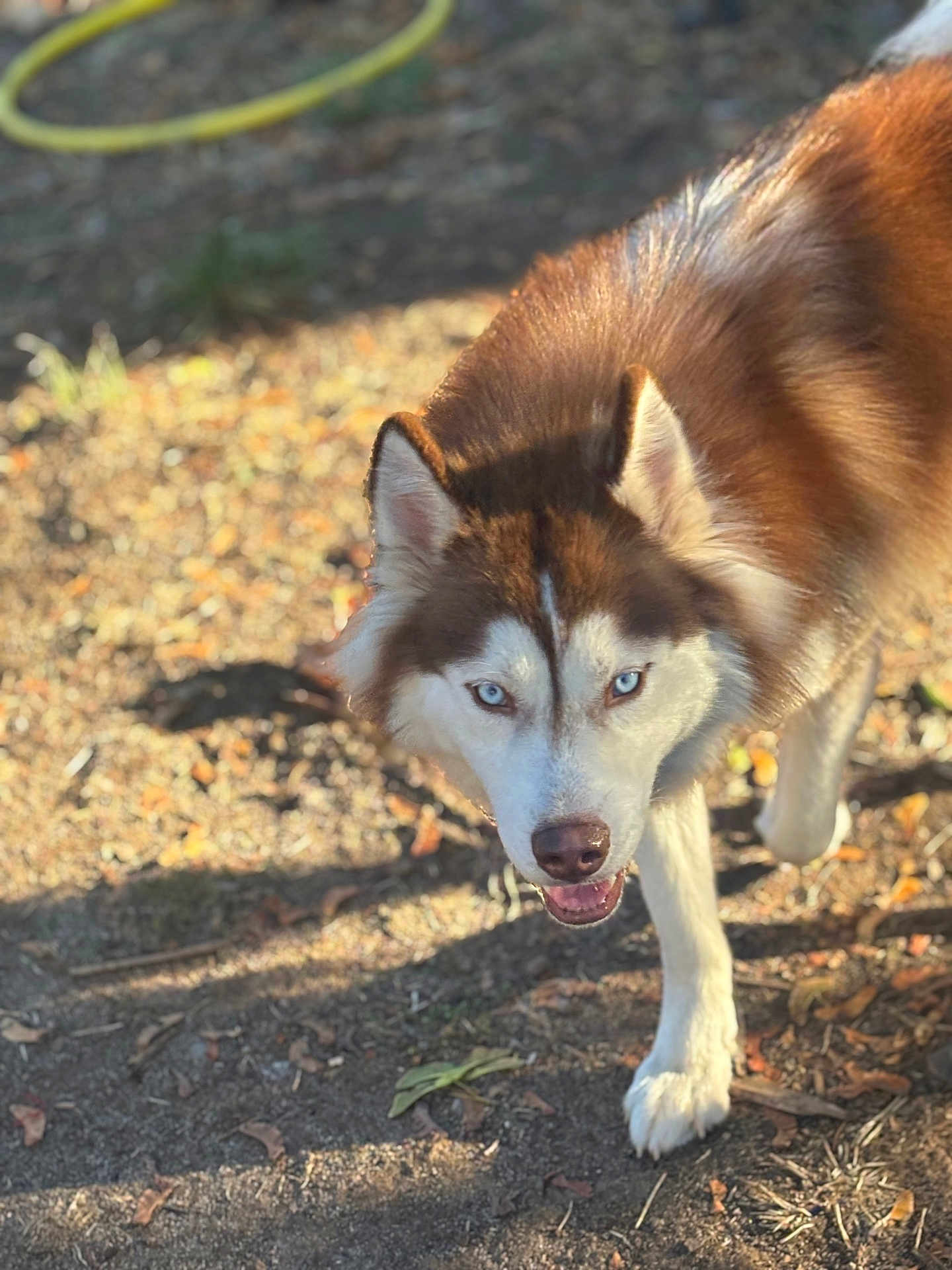 Ray You joined the competition — help win amazing prizes! dog, husky, blue_eyes, animal, pet, outdoor, walking, sunlight, shadow, fur, mammal, nature, ground, leaf, canine, closeup, portrait, daylight, brown_fur, white_fur