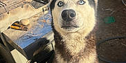 Ray You joined the competition — help win amazing prizes! dog, husky, blue_eyes, pet, outdoor, sunlight, fur, animal, canine, face, ears, nose, sitting, garden, yard, tool, metal, grill, hose, container