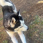 Ray You is registered to the contest to win money with this photo: dog, siberian_husky, outdoor, animal, pet, fur, black_and_white, stretching, grass, dirt, canine, ears, tail, muzzle, nature, daylight, side_view, walking, ground, alert