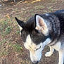 Ray You is registered to the contest to win money with this photo: dog, siberian_husky, outdoor, grass, dirt, animal, pet, fur, black_and_white, ears, trampoline, nature, canine, muzzle, snout, walking, daylight, ground, closeup, looking_down