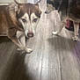dog, husky, indoor, wooden_floor, pet, animal, mammal, two_dogs, brown_dog, black_and_white_dog, flooring, curious, sniffing, furniture, household, domestic, canine, floor, pet_bed, pink