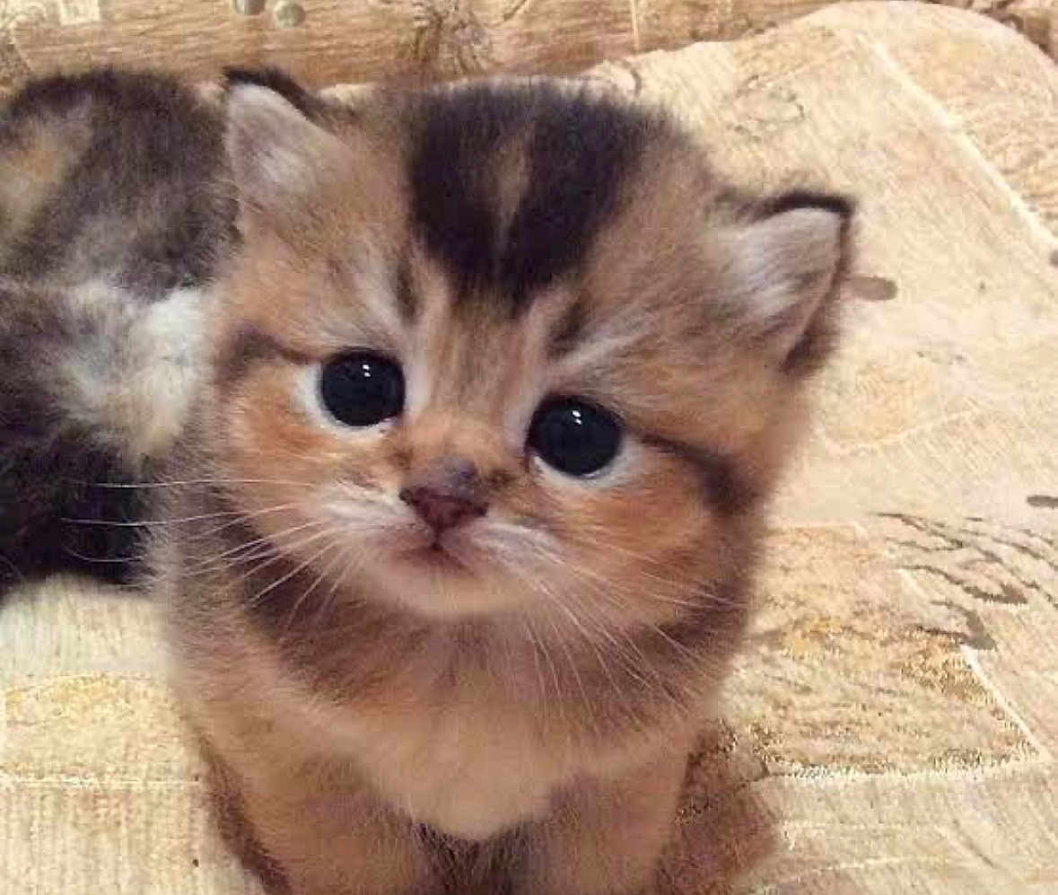 Pika