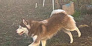 P.j Mask is registered to the contest to win money with this photo: dog, husky, outdoor, grass, yard, sunlight, pet, animal, walking, happy, fur, nature, daylight, canine, playful, brown, white, energetic, garden, sunshine