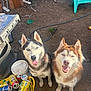 dog, husky, blue_eyes, smiling, outdoor, backyard, dirt, can, container, plastic_chair, pet, animal, fur, happy, tongue_out, looking_up, daylight, two_dogs, muzzle, ears