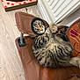 cat, kitten, tabby_cat, fur, chair, indoor, radiator, wood_floor, playful, pet, paws, whiskers, sitting, looking_up, seat, fabric, furniture, curious, close_up, portrait