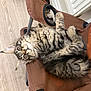 cat, kitten, tabby, fluffy_fur, pet, indoor, chair, fabric, wood_floor, radiator, whiskers, paws, eyes, cute, relaxed, lying_down, striped, playful, home, portrait