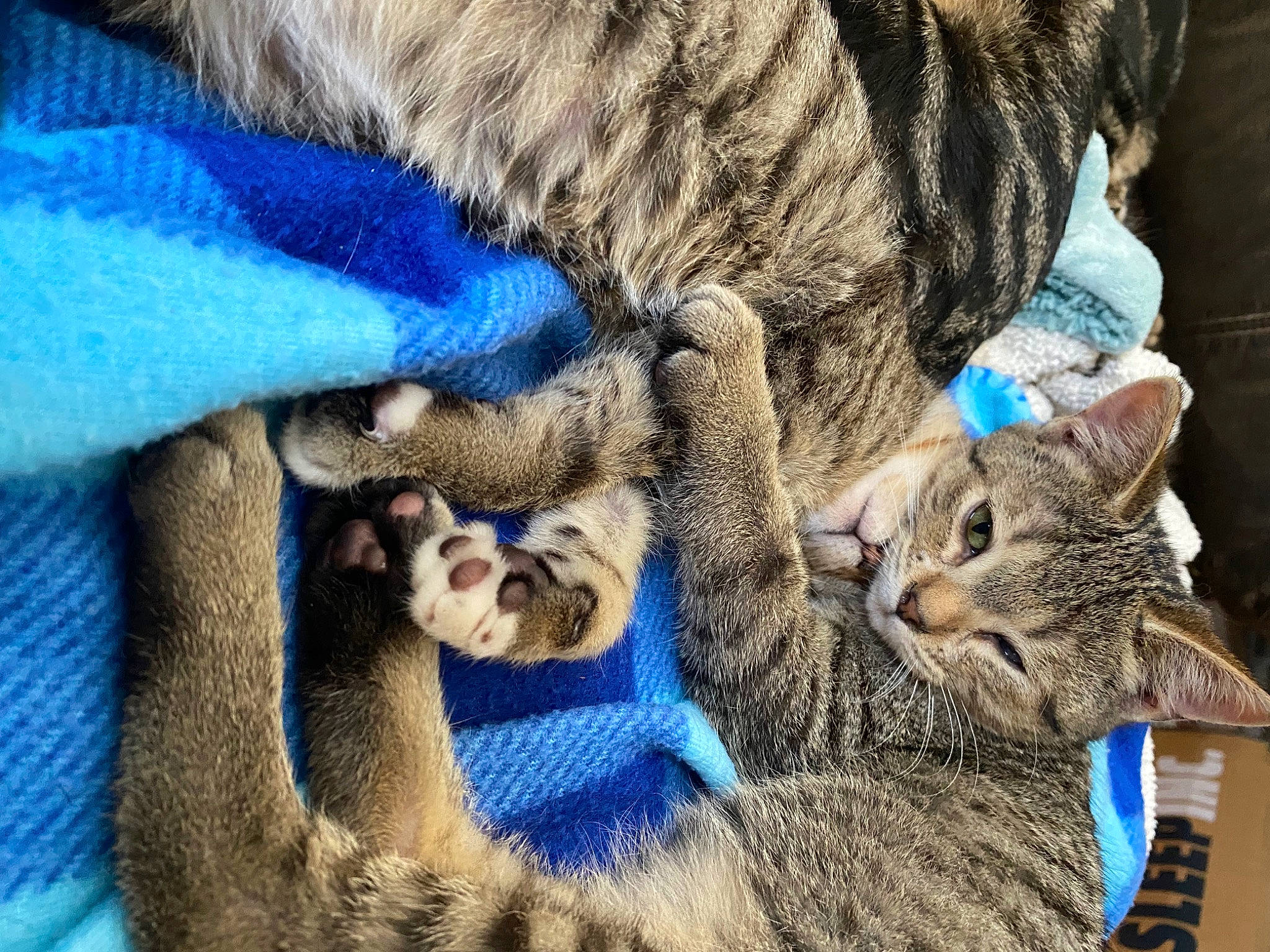 Daisy is registered to the contest to win money with this photo: azure, blue, carnivore, cat, claw, comfort, domestic_short_haired_cat, electric_blue, felidae, fur, mammal, paw, small_to_medium_sized_cats, snout, tail, terrestrial_animal, vertebrate, whiskers, wildlife